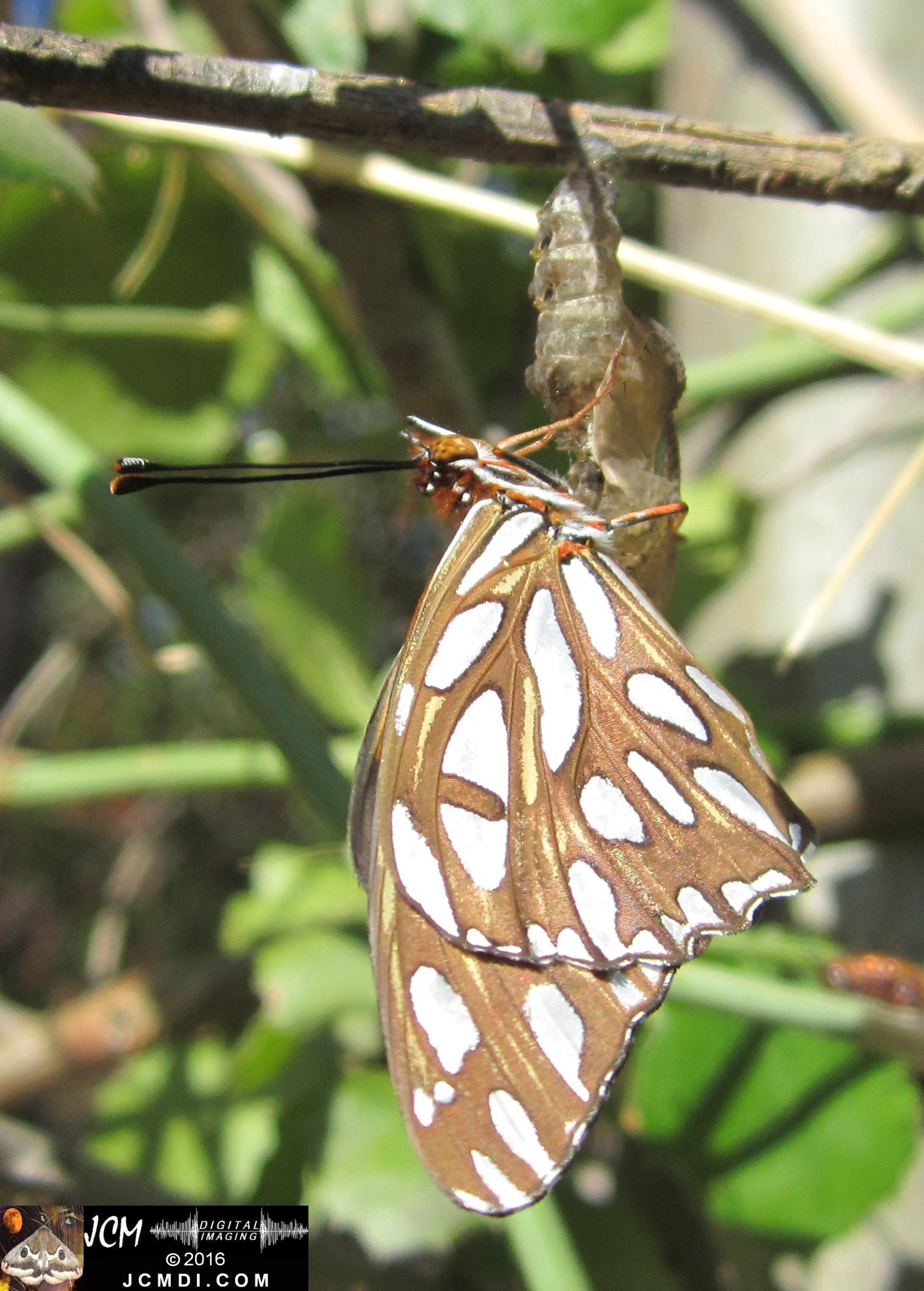 20160920 IMG_0822 Gulf Fritillary Butterfly emerged in sunlight.jpg